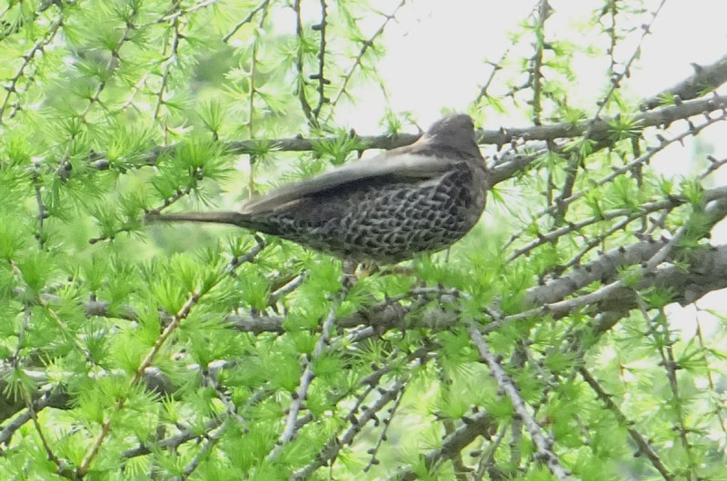 Turdus torquatus - Merlo dal collare